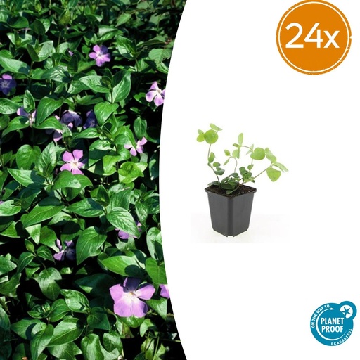 "24x Vinca major - ↕10-25cm - Ø9cm image"
