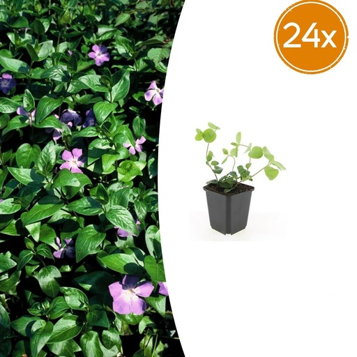 "Großes Immergrün 24er-Set (Vinca major) – winterharter Bodendecker, Topf-Ø 9 cm, Höhe ca. 25 cm image"
