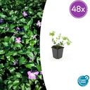 48x Vinca major - ↕10-25cm - Ø9cm