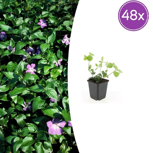 "Großes Immergrün 48er-Set (Vinca major) – winterharter Bodendecker, Topf-Ø 9 cm, Höhe ca. 25 cm image"
