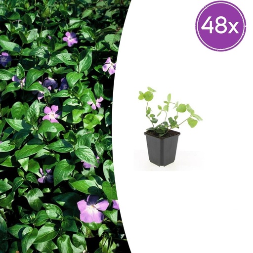 "Großes Immergrün 48er-Set (Vinca major) – winterharter Bodendecker, Topf-Ø 9 cm, Höhe ca. 25 cm image"