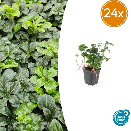 "24x Pachysandra term. 'Green Sheen' - ↕10-25cm - Ø9cm image"
