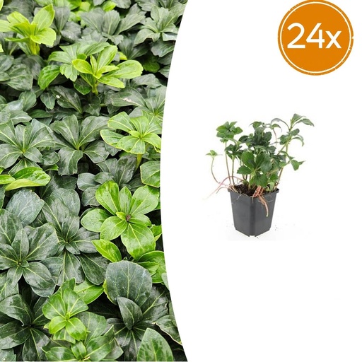 "Dickmännchen 'Green Sheen' 24er-Set (Pachysandra terminalis) – winterharter Bodendecker, Topf-Ø 9 cm, Höhe ca. 25 cm image"