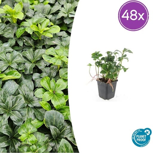 "48x Pachysandra term. 'Green Sheen' - ↕10-25cm - Ø9cm image"