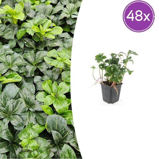 "Ysander 'Grüner Glanz' 48er-Set (Pachysandra terminalis) – winterharte Bodendecker-Staude, Topf-Ø 9 cm, Höhe ca. 25 cm image"