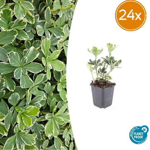 "24x Pachysandra term. 'Variegata' - ↕10-25cm - Ø9cm image"