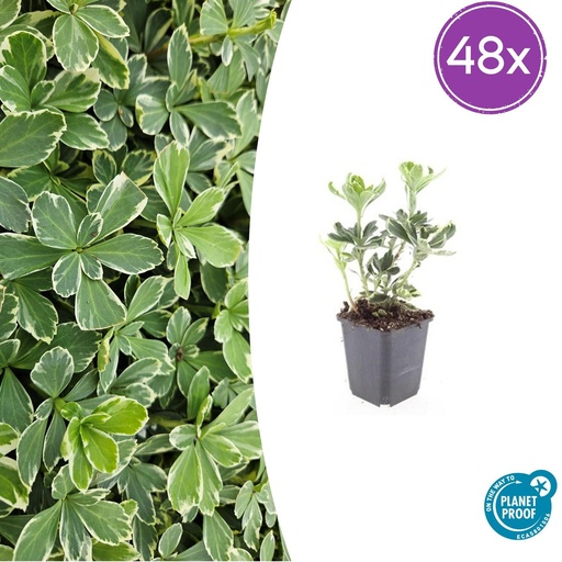 "48x Pachysandra term. 'Variegata' - ↕10-25cm - Ø9cm image"