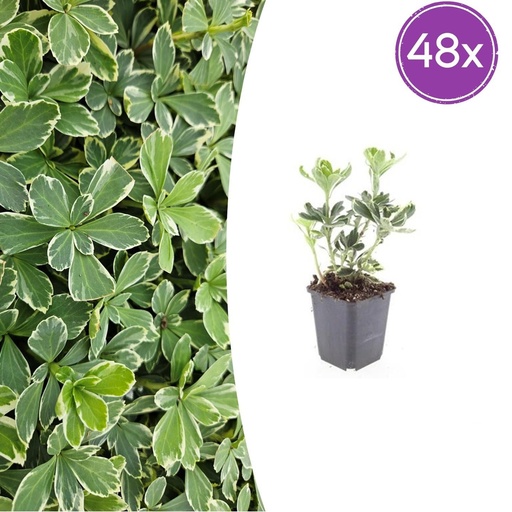 "Ysander 'Variegata' 48er-Set (Pachysandra terminalis) – winterharte Bodendecker-Staude, Topf-Ø 9 cm, Höhe ca. 25 cm image"