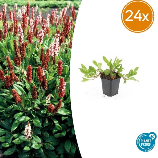 "24x Persicaria aff. 'Darjeeling Red' - ↕10-25cm - Ø9cm image"