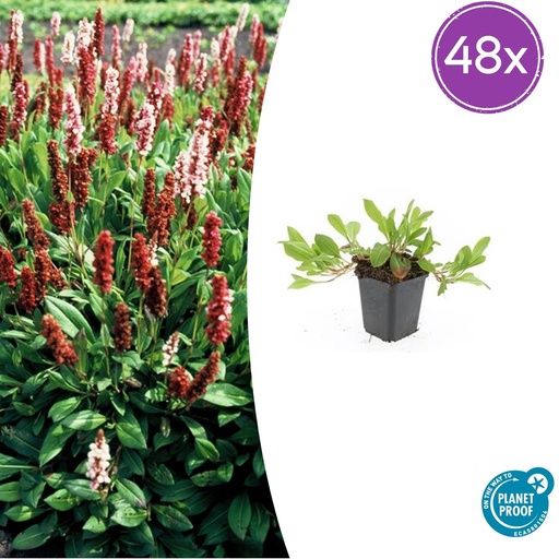 "48x Persicaria aff. 'Darjeeling Red' - ↕10-25cm - Ø9cm image"