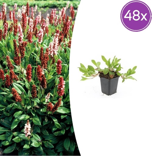 "Teppichknöterich 'Darjeeling Red' 48er-Set (Persicaria affinis) – winterharte Bodendecker-Staude, Topf-Ø 9 cm, Höhe ca. 25 cm image"