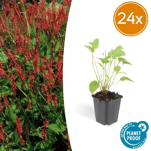 "24x Persicaria amplexicaulis - ↕10-25cm - Ø9cm image"