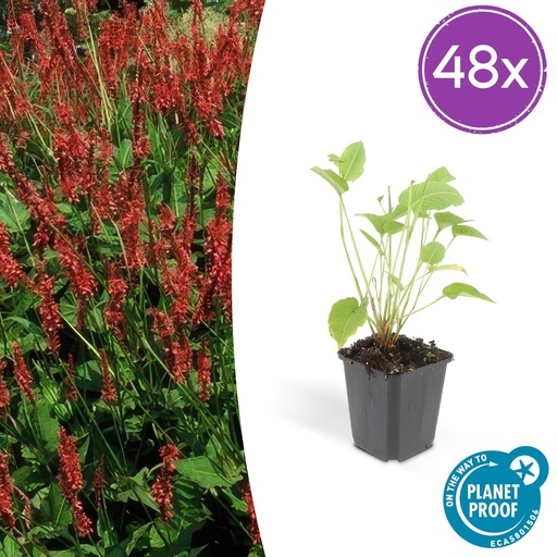 "Kerzenknöterich 48er-Set (Persicaria amplexicaulis) – winterharte Staude, Topf-Ø 9 cm, Höhe ca. 25 cm image"