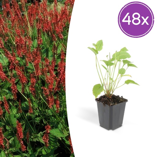 "Kerzenknöterich 48er-Set (Persicaria amplexicaulis) – winterharte Staude, Topf-Ø 9 cm, Höhe ca. 25 cm image"