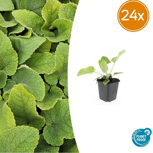 "24x Phlomis russeliana - ↕10-25cm - Ø9cm image"