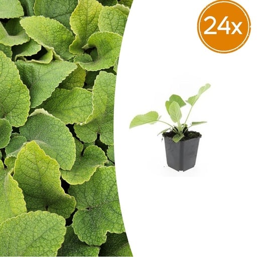 "Syrisches Brandkraut 24er-Set (Phlomis russeliana) – winterharte Staude, Topf-Ø 9 cm, Höhe ca. 25 cm image"