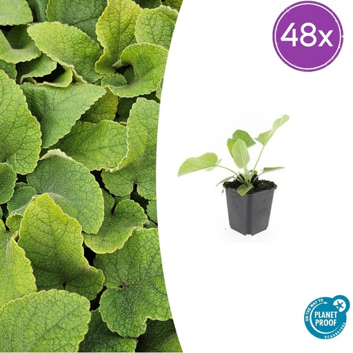 "Syrisches Brandkraut 48er-Set (Phlomis russeliana) – winterharte Staude, Topf-Ø 9 cm, Höhe ca. 25 cm image"