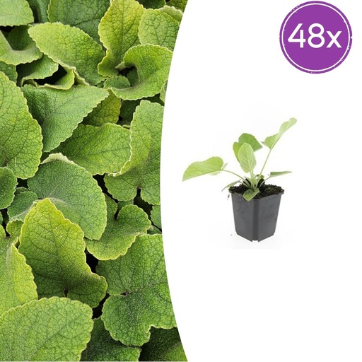 "Syrisches Brandkraut 48er-Set (Phlomis russeliana) – winterharte Staude, Topf-Ø 9 cm, Höhe ca. 25 cm image"