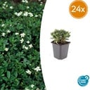 24x Potentilla tridentata 'Nuuk' - ↕10-25cm - Ø9cm