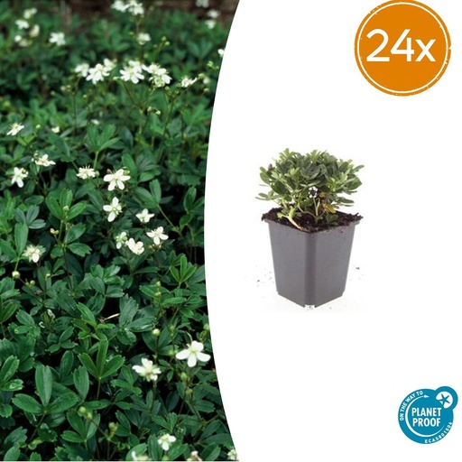 "24x Potentilla tridentata 'Nuuk' - ↕10-25cm - Ø9cm image"