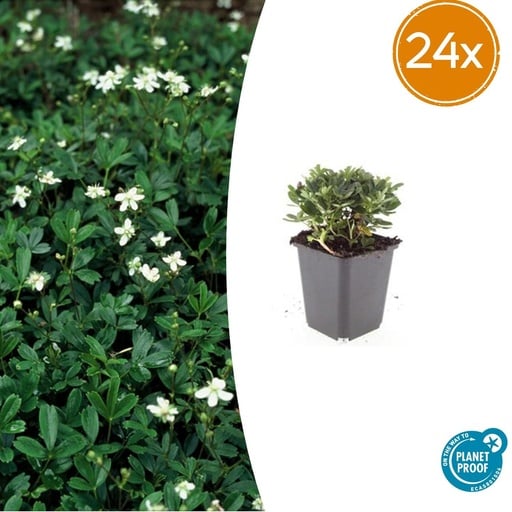 "Dreizahn-Fingerkraut 'Nuuk' 24er-Set (Potentilla tridentata) – winterharte Staude, Topf-Ø 9 cm, Höhe ca. 25 cm image"