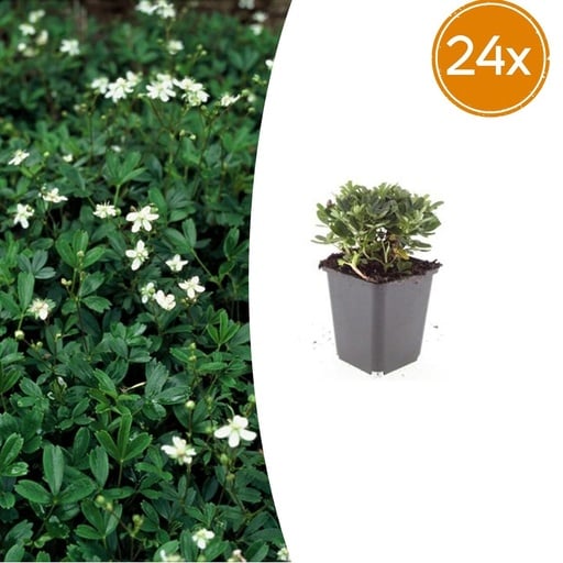 "Dreizahn-Fingerkraut 'Nuuk' 24er-Set (Potentilla tridentata) – winterharte Staude, Topf-Ø 9 cm, Höhe ca. 25 cm image"