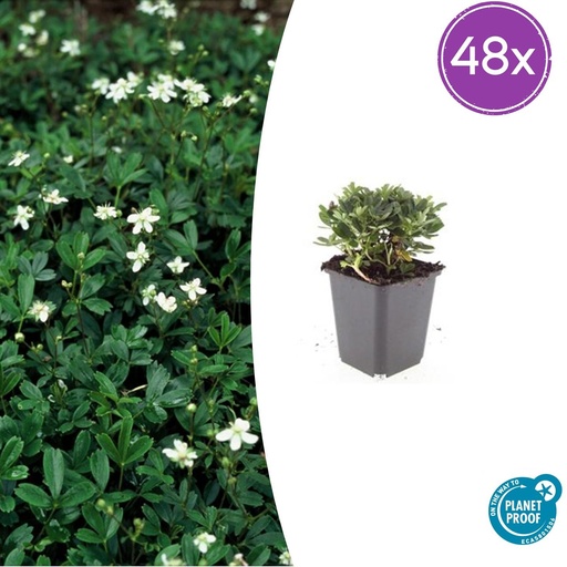 "48x Potentilla tridentata 'Nuuk' - ↕10-25cm - Ø9cm image"