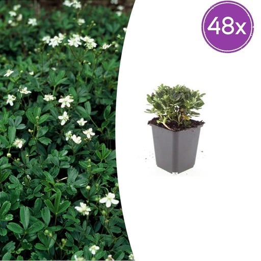 "Dreizahn-Fingerkraut 'Nuuk' 48er-Set (Potentilla tridentata) – winterharte Staude, Topf-Ø 9 cm, Höhe ca. 25 cm image"