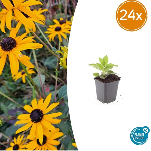 "24x Rudbeckia fulgida 'Goldsturm' - ↕10-25cm - Ø9cm image"