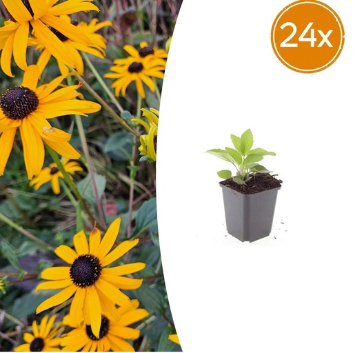 "Glänzender Sonnenhut 'Goldsturm' 24er-Set (Rudbeckia fulgida) – winterharte Staude, Topf-Ø 9 cm, Höhe ca. 25 cm image"