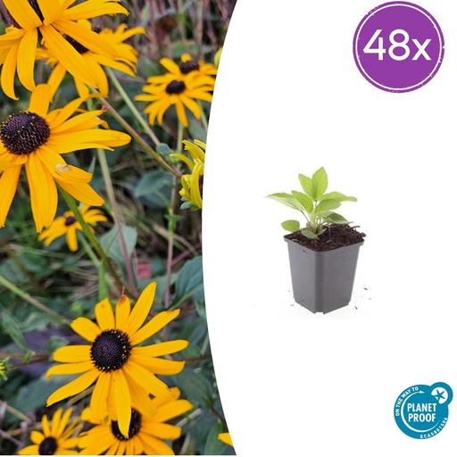 "48x Rudbeckia fulgida 'Goldsturm' - ↕10-25cm - Ø9cm image"