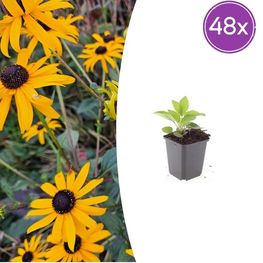 "Glänzender Sonnenhut 'Goldsturm' 48er-Set (Rudbeckia fulgida) – winterharte Staude, Topf-Ø 9 cm, Höhe ca. 25 cm image"