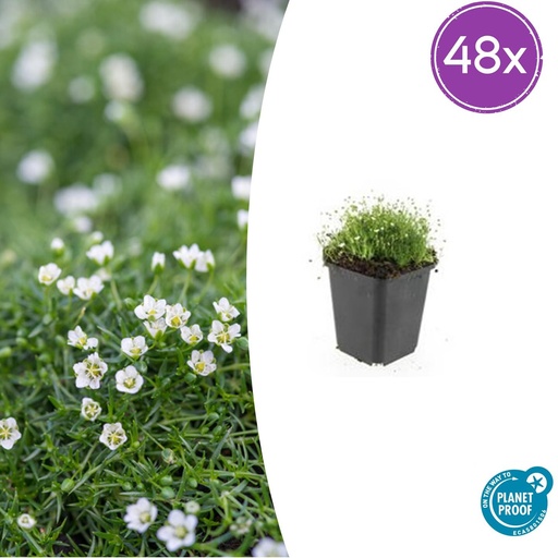 "48x Sagina subulata - ↕10-25cm - Ø9cm image"