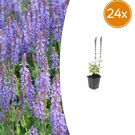 "Steppen-Salbei 'Caradonna' 24er-Set (Salvia nemorosa) – winterharte Staude, Topf-Ø 9 cm, Höhe ca. 25 cm image"