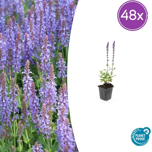 "48x Salvia nem. 'Caradonna' - ↕10-25cm - Ø9cm image"