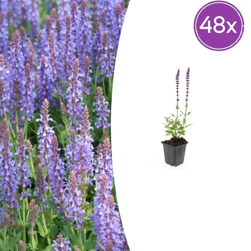 "Steppen-Salbei 'Caradonna' 48er-Set (Salvia nemorosa) – winterharte Staude, Topf-Ø 9 cm, Höhe ca. 25 cm image"