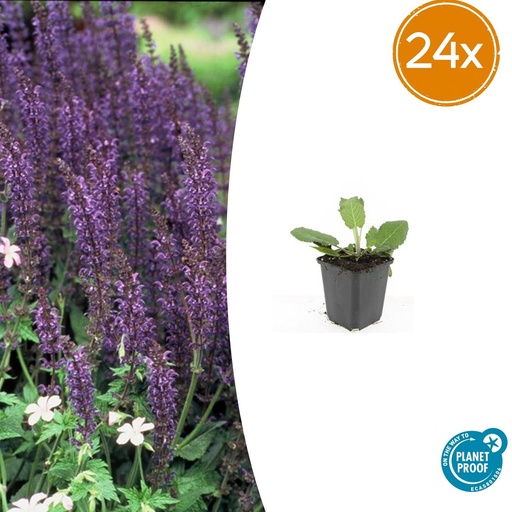 "24x Salvia nem. 'Mainacht' - ↕10-25cm - Ø9cm image"