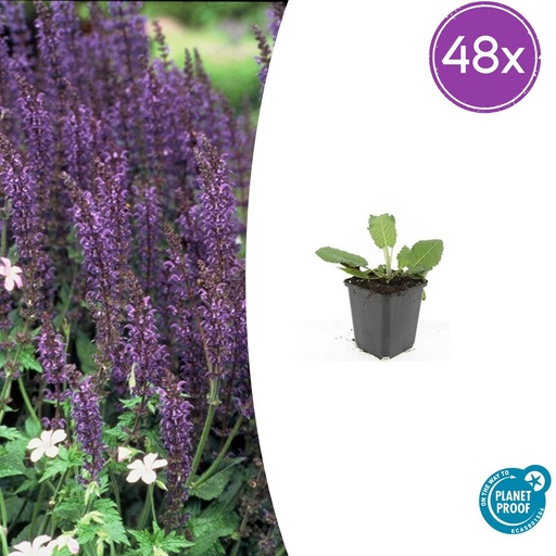 "48x Salvia nem. 'Mainacht' - ↕10-25cm - Ø9cm image"