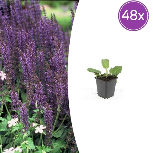 "Steppen-Salbei 'Mainacht' 48er-Set (Salvia nemorosa) – winterharte Staude, Topf-Ø 9 cm, Höhe ca. 25 cm image"
