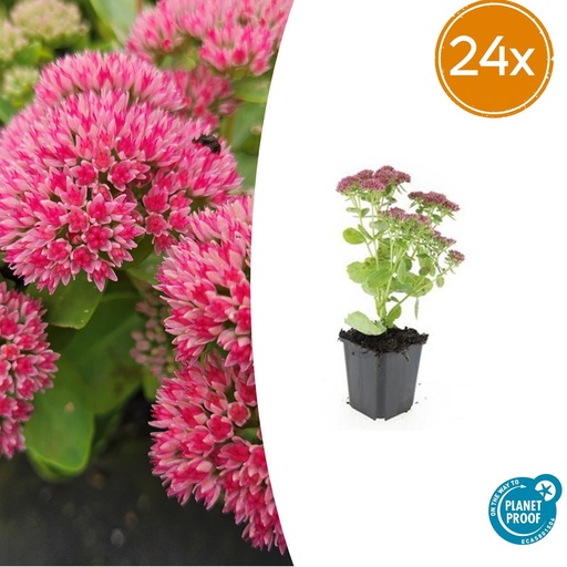 "24x Sedum 'Herbstfreude' - ↕10-25cm - Ø9cm image"