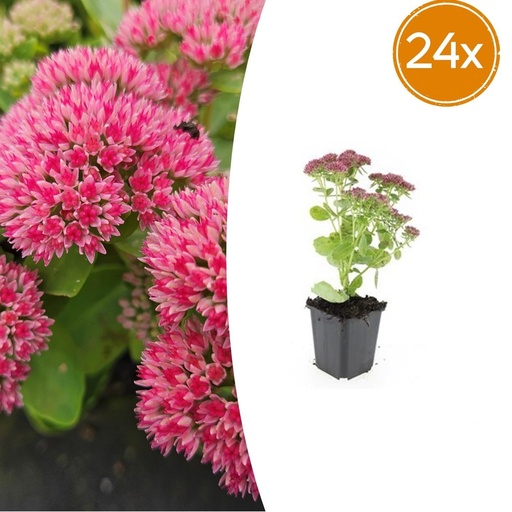 "Fetthenne 'Herbstfreude' 24er-Set (Sedum) – winterharte Staude, Topf-Ø 9 cm, Höhe ca. 25 cm image"