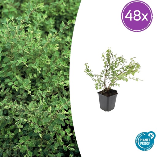 "48x Symphoricarpos ch. 'Hancock' - ↕10-25cm - Ø9cm image"