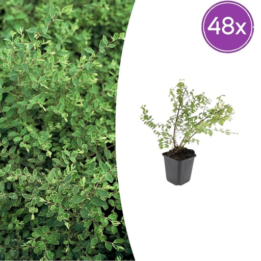 "Schneebeere 'Hancock' 48er-Set (Symphoricarpos chenaultii) – winterharter Zierstrauch, Topf-Ø 9 cm, Höhe ca. 25 cm image"