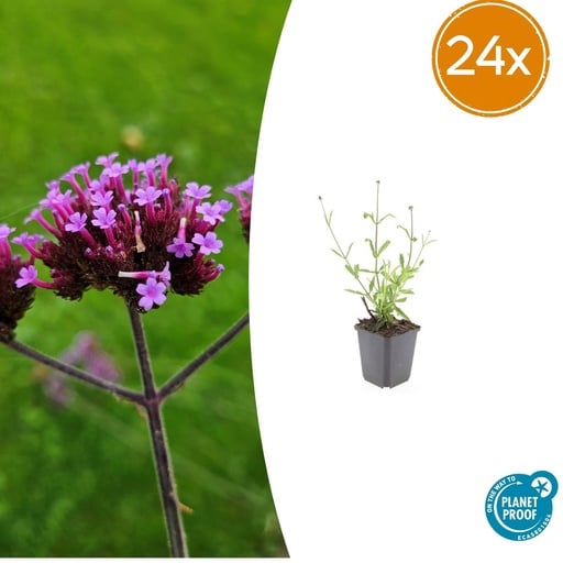 "24x Verbena bon. 'Lollipop' - ↕10-25cm - Ø9cm image"