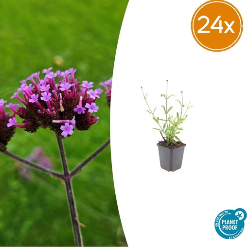 "Patagonisches Eisenkraut 'Lollipop' 24er-Set (Verbena bonariensis) – winterharte Staude, Topf-Ø 9 cm, Höhe ca. 25 cm image"