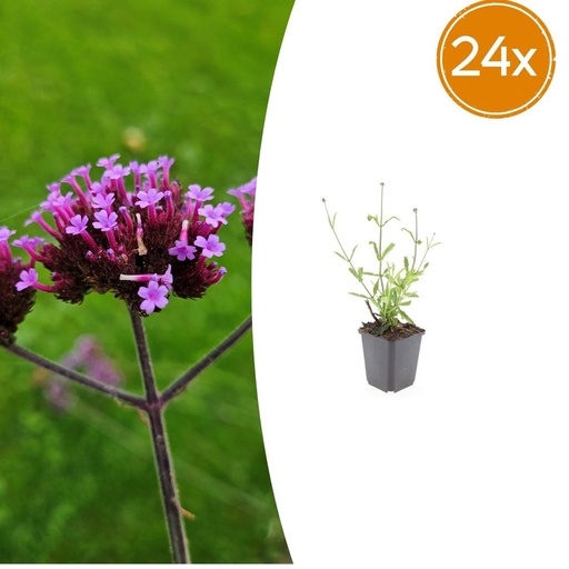"Patagonisches Eisenkraut 'Lollipop' 24er-Set (Verbena bonariensis) – winterharte Staude, Topf-Ø 9 cm, Höhe ca. 25 cm image"