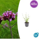 48x Verbena bon. 'Lollipop' - ↕10-25cm - Ø9cm