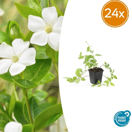 "24x Vinca major 'Alba' - ↕10-25cm - Ø9cm image"