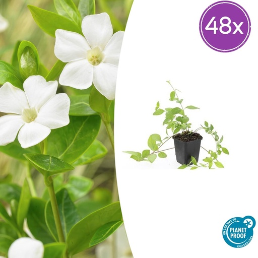 "48x Vinca major 'Alba' - ↕10-25cm - Ø9cm image"