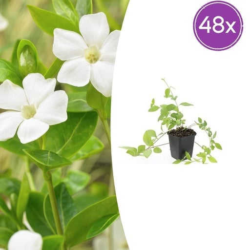 "Großes Immergrün 'Alba' 48er-Set (Vinca major) – winterharter Bodendecker, Topf-Ø 9 cm, Höhe ca. 25 cm image"